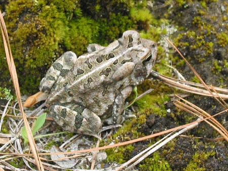 Adult Fowler's Toad, photo courtesy of Scott A. Smith