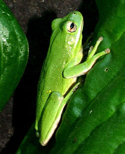 Photo of Green Treefrog showing large"adhesive disk"  toe pads, courtesy of David Kazyak