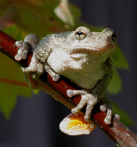Adult Gray Treefrog, photo courtesy of John White