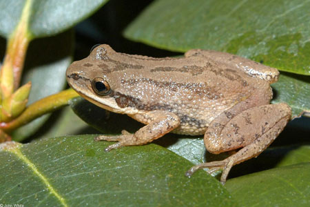 Adult New Jersey Chorus Frog, photo courtesy of John White