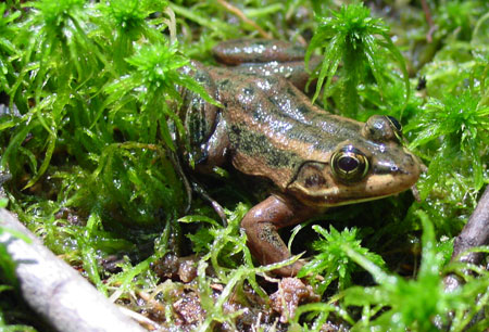 Adult Carpenter Frog, photo courtesy of Corey Wickliffe