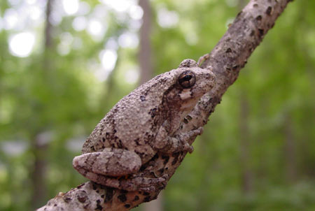 Adult Cope's Gray Treefrog, photo courtesy of Corey Wickliffe