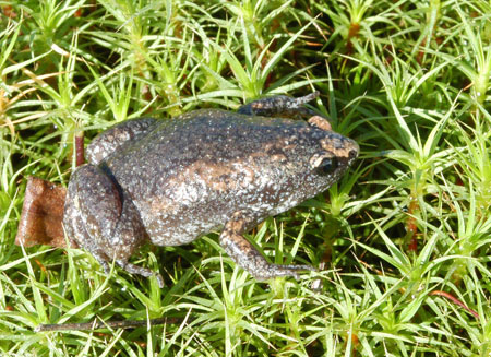 Eastern Narrow Mouth Toad