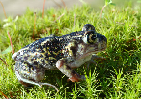 Eastern Spade Foot frog