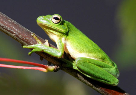 Adult Green Treefrog, photo courtesy of John White