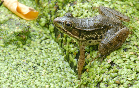 Adult Northern Green Frog, photo courtesy of John White
