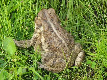 Photo of adult Eastern America Toad, courtesy of Scott A. Smith