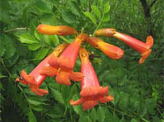Trumpet Creeper,  photo courtesy of Kerry Wixted