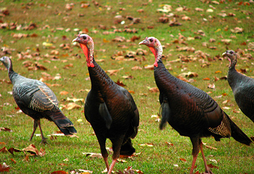 turkeys_wixted.jpgSmall flock of wild turkeys by Kerry Wixted