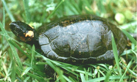 Maryland's Turtles and Tortoises (Order Testudines)