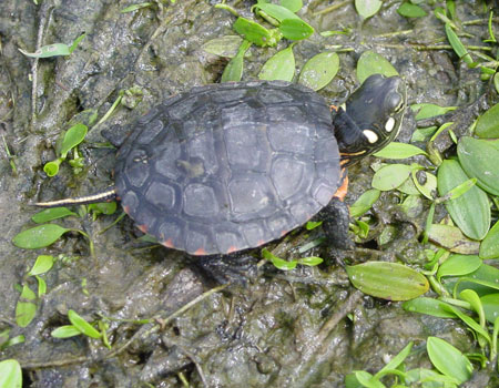 Photo of Eastern Painted Turtle courtesy of Corey Wickliffe