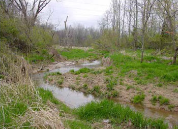 Photo of Habitat for Eastern River Cooter courtesy of Matt Sell.