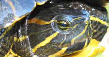 Photo of Red-eared Slider courtesy of Scott A. Smith