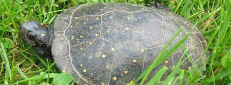 Photo of Spotted Turtle courtesy of Scott A. Smith.
