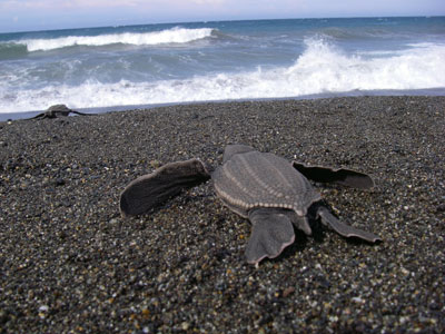 Photo of Leatherback Seaturtle courtesy of Scott R. Benson, NMFS Southwest Fisheries Science Center