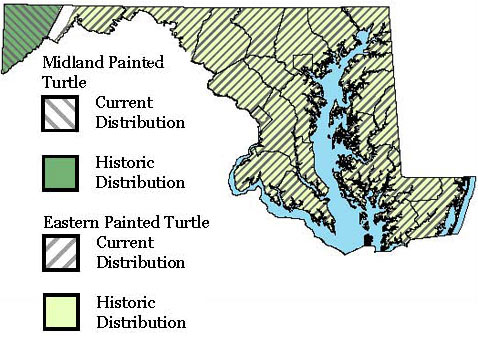 Maryland Distribution Map for both Eastern Painted Turtle and Midland Painted Turtle