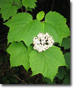 photo of Viburnum by Kerry Wixted