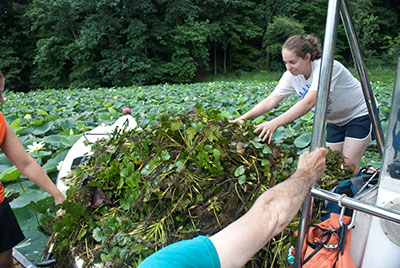 Water Chestnut removal by the Chesapeake Bay Program