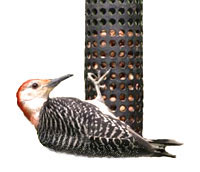 Red-bellied Woodpecker on peanut feeder, courtesy of Cornell Laboratory of Ornithology's Project FeederWatch member Linda Willia