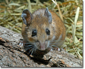 White-footed Mouse, photo by John White