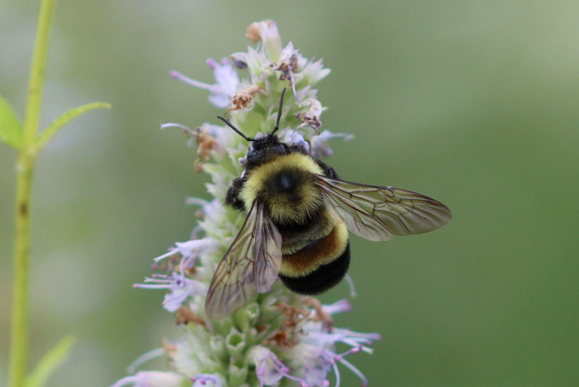 Rusty-patch bumble bee on flowering plant