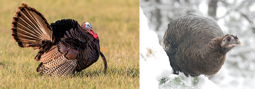 Male wild turkeys (left) have more colorful plumage than females (right).