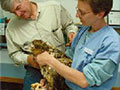 Wildlife rehabilitators helping injured bird