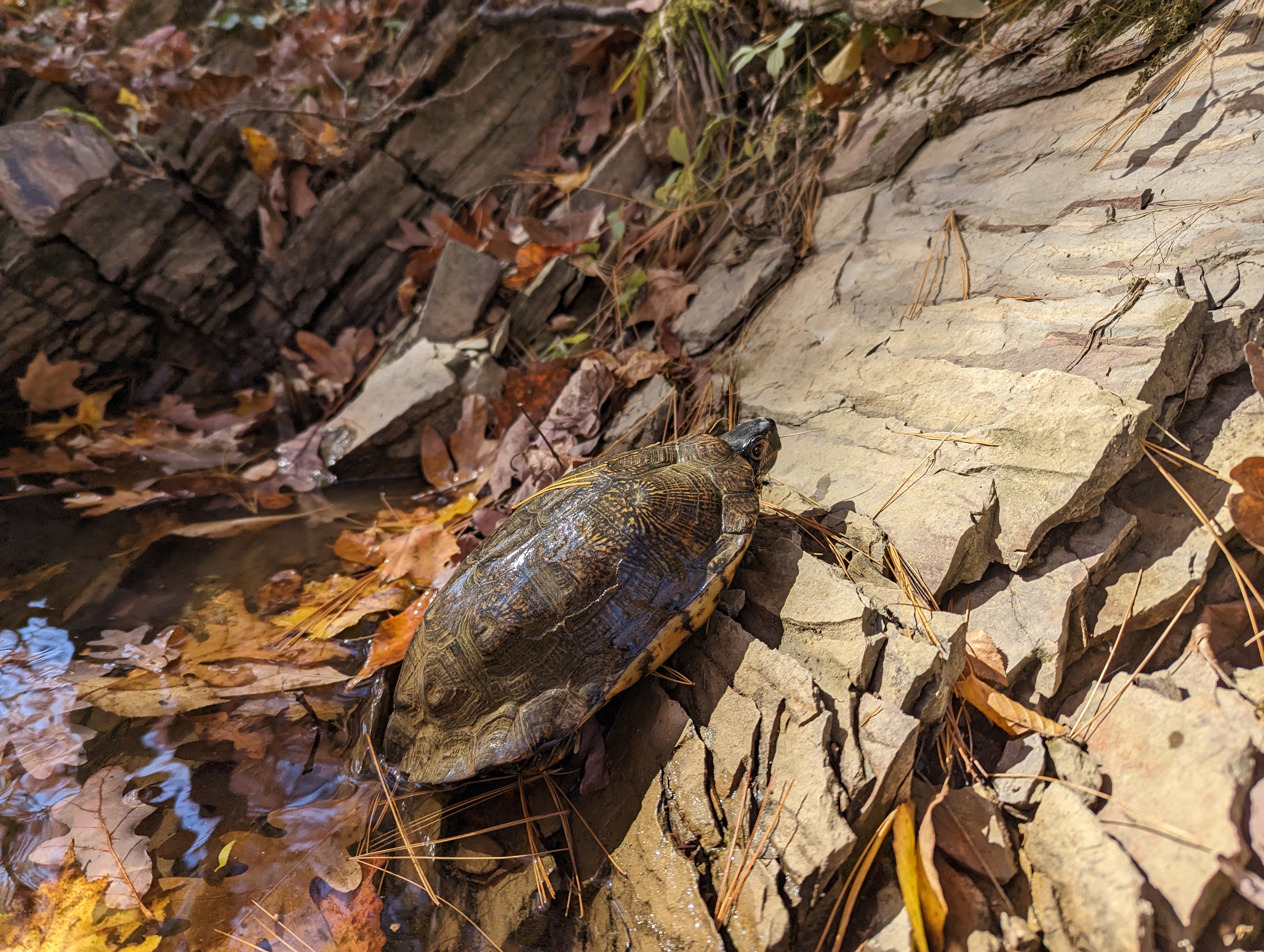 Wood Turtle exiting water - Wood turtle peeking head out of shell