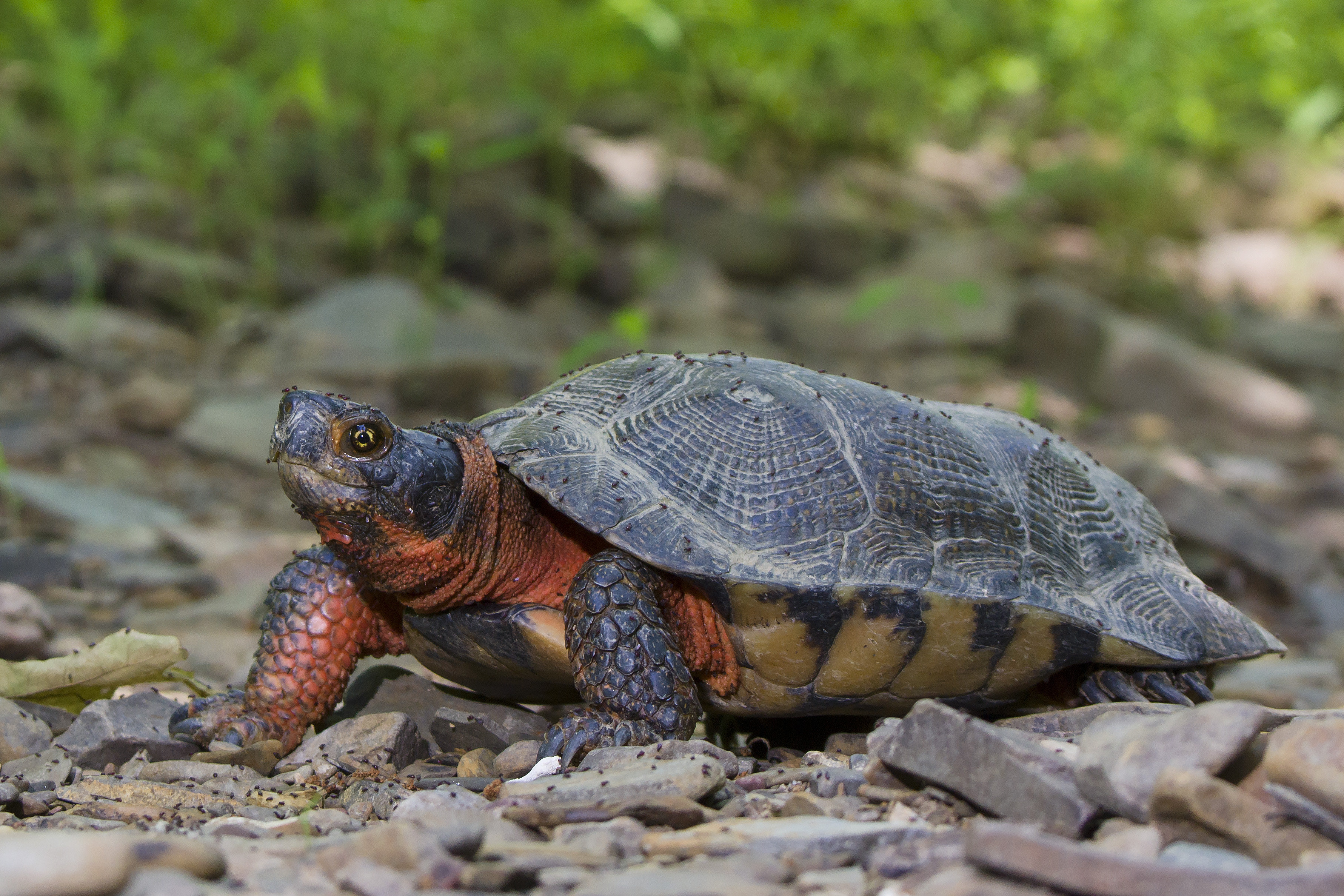 Wood Turtle - Wood turtle walking