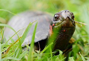 bog-turtle.jpg