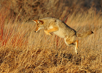 Coyote Leaping by Tom Koerner, USFWS