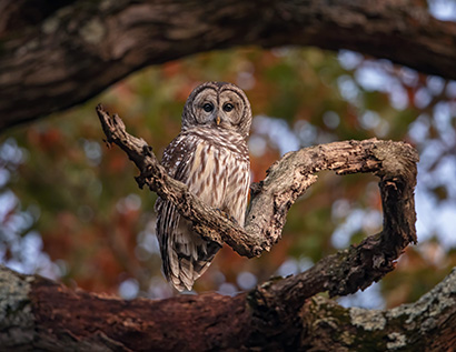 barred owl by Scott Suriano