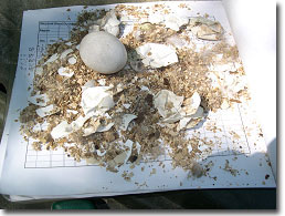 Wood Duck Egg, Down, and Egg shells on Graph Paper