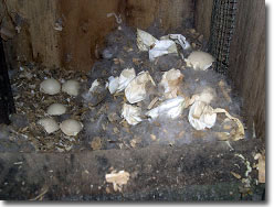Interior of Wood Duck Nest Box with broken eggs