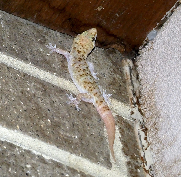 1. Mediterranean Gecko Photo by Jim Brighton
