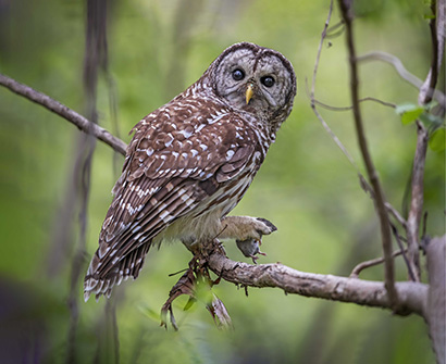 A Barred Owl holding a mouse. Photo by Scott Suriano, DNR Photo Contest.