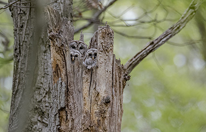 A Barred owl and their young. Photo by Jeff Wetzel, DNR Photo Contest.