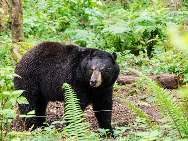 Maryland Black Bear Activity Increases Throughout Fall