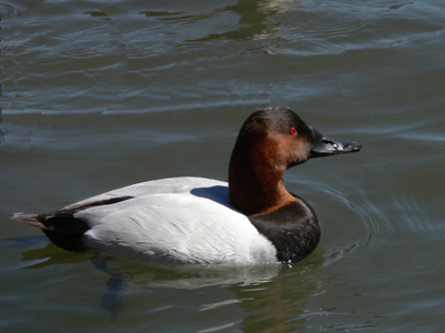 Picture of a canvasback duck in the water by United States Fish and Wildlife Service