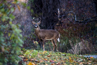 A deer standing in the woods.