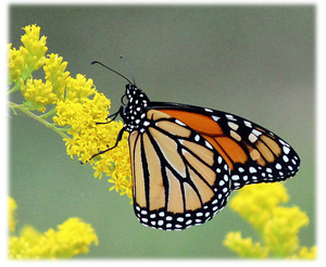 A monarch buterfly on a yellow flower.