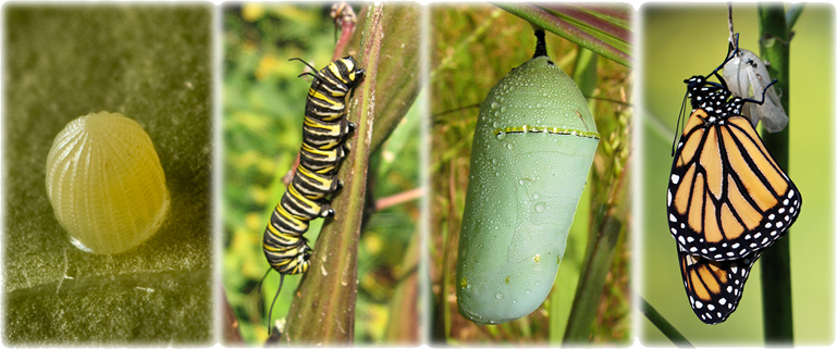 A collage that shows four stages of the monarch lifecycle, egg, caterpillar, chrysalis, and adult.