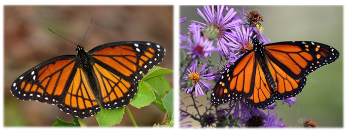 A collage that shows on the left the viceroy and on the right the male monarch.