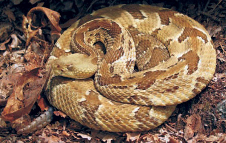 Maryland Snakes