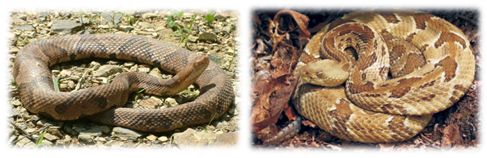 Left picture of a Northern Copperhead and the right picture of a Timber Rattlesnake.