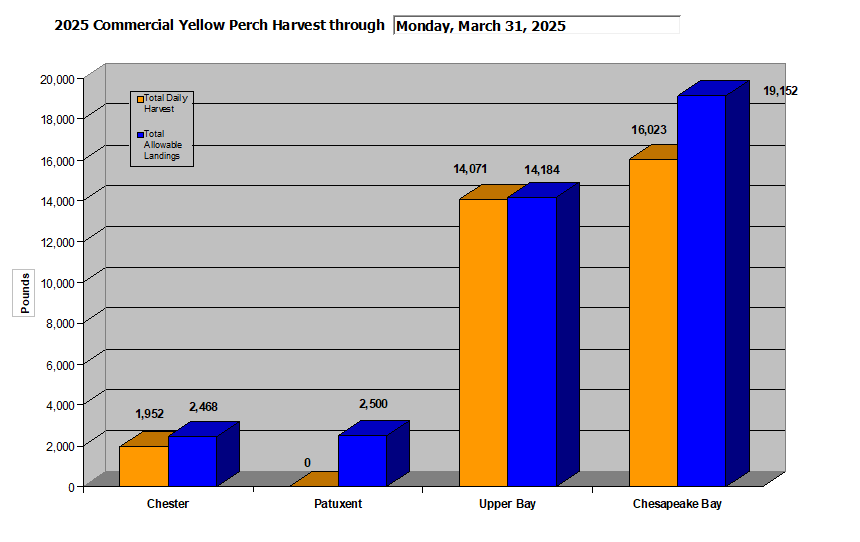 Commercial Yellow Perch Harvest