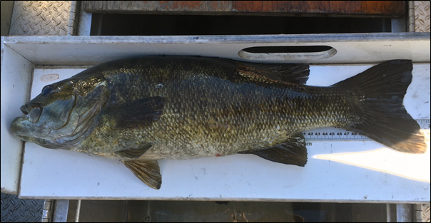 22.5 inch smallmouth bass