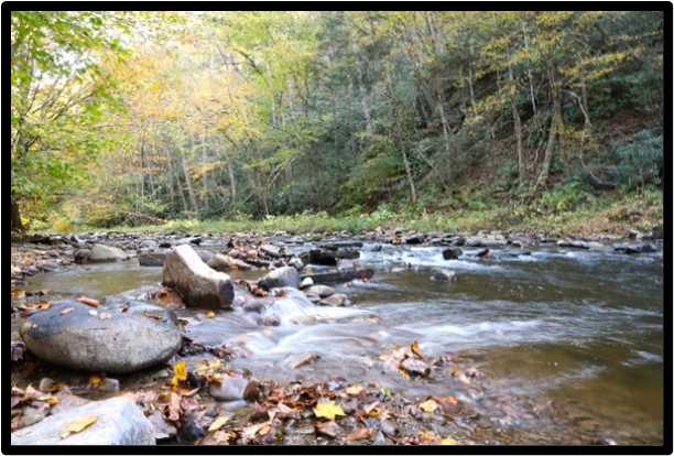 Savage River State Forest