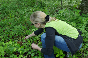 A park volunteer crouches over plants in the woods, identifying which invasive plants need to be pulled out.