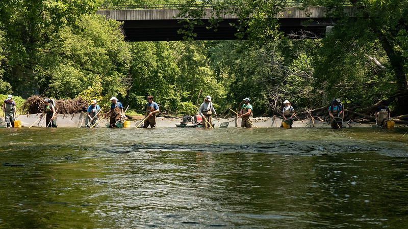 Maryland Biological Stream Survey electrofishing in the Patapsco River